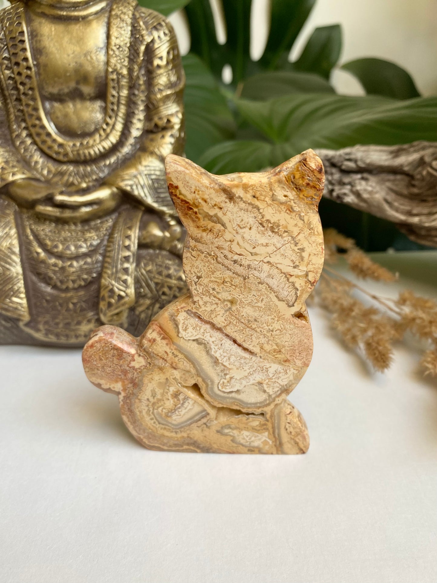 Crazy Lace Agate Katze 2