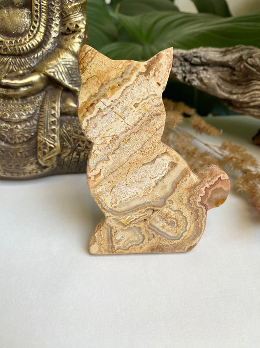 Crazy Lace Agate Katze 2